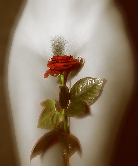  sweet rose