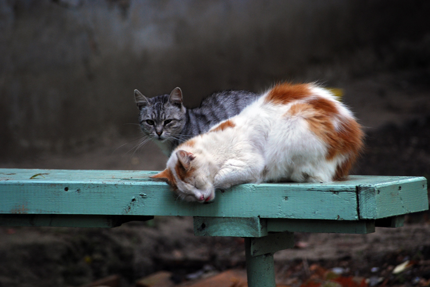 Сексуальный котенок на улице