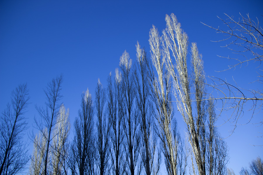 Тополь зимой фото — Каталог Фото