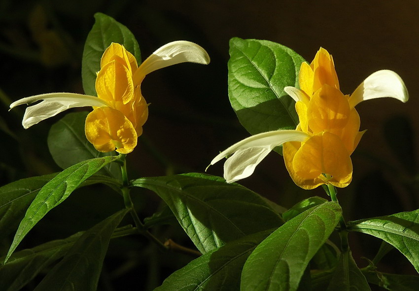 Комнатный Цветок Пахистахис Фото – Telegraph